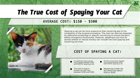 how much is spaying a cat in philippines|Here’s how you can spay and neuter your pets for less .